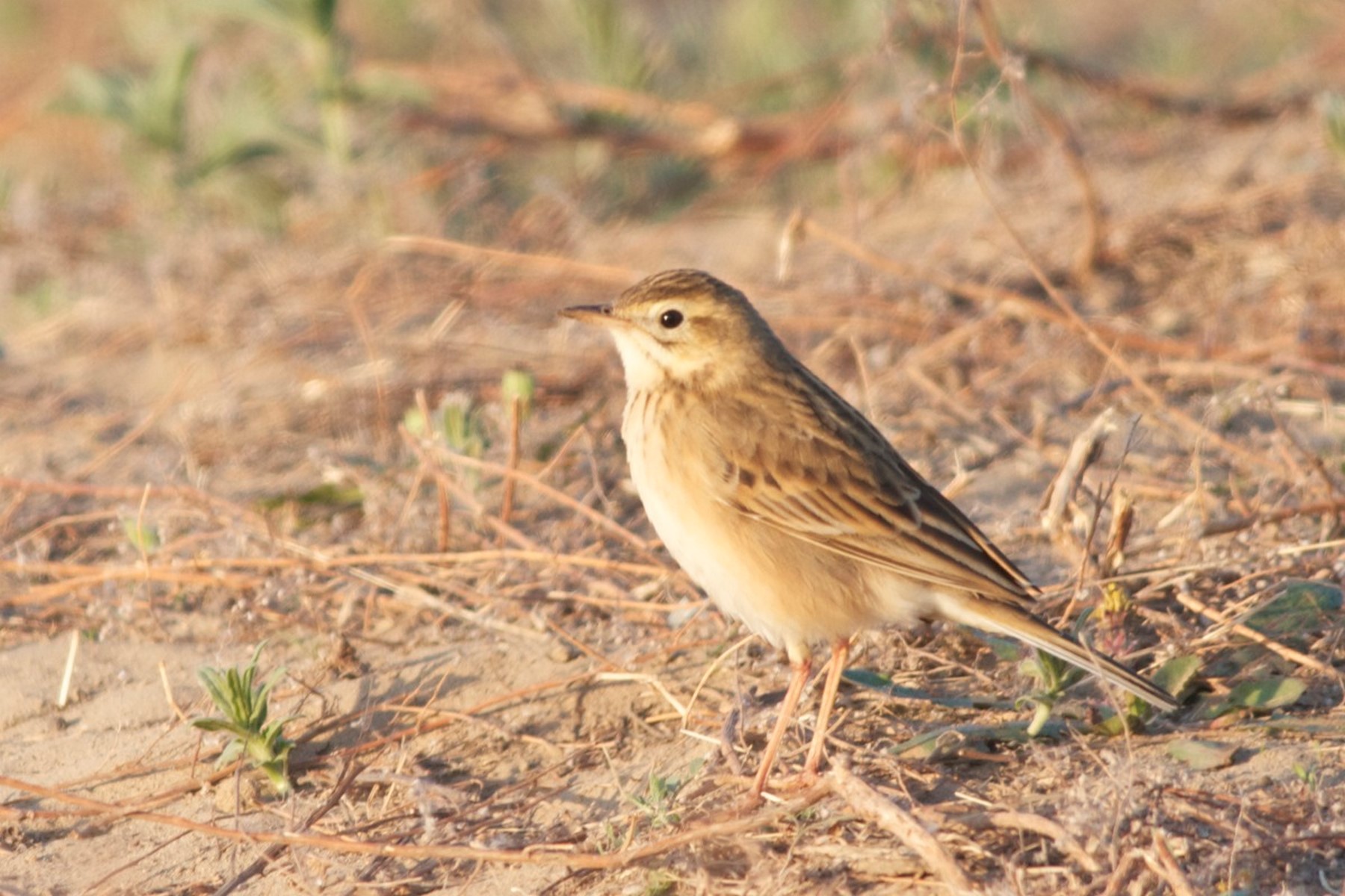 richard`s pipit